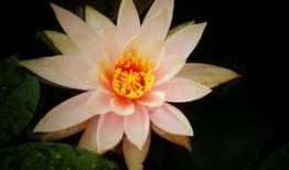 江西莲花在线最新爆料,揭秘莲花县重大事件背后真相